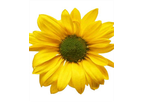 Crysanthemum