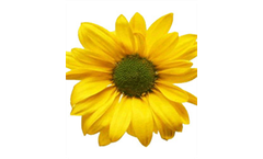 Crysanthemum