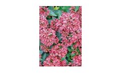 Abelia Raspberry Profusion (Abelia)