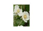 Abutilon x suntense Alba