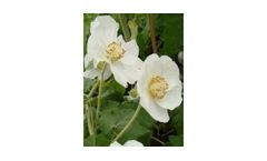 Abutilon x suntense Alba