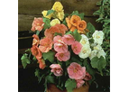 Abutilon Bella Mix F1 Hybrid