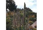 Acanthus Bears Beech