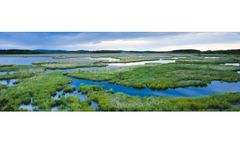 Wetland Delineation Services