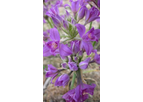 Allium Acuminatum