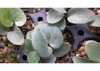 Asarum Hartwegii