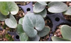 Asarum Hartwegii