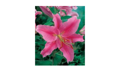 Acapulco Lily