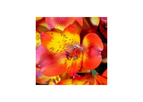 Alstroemeria Salsa