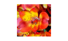 Alstroemeria Salsa