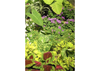 Ageratum Floss Flower