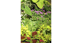 Ageratum Floss Flower