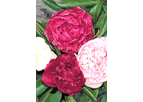Paeonia Peony