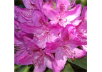 Anah Kruschke Rhododendron