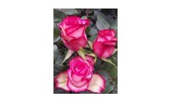 Carrousel Roses