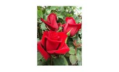 Classy Roses