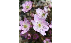Hepatica Japonica