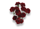 Spray Carnations Burgundy