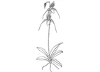 Orchid Care - Paphiopedilum