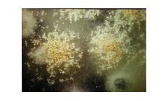 Fungal Analysis