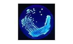 Legionella Analysis