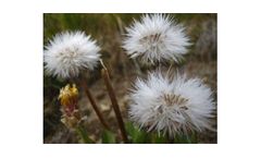 Environmental Allergen Analysis
