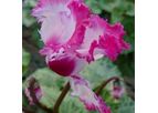 Cyclamen