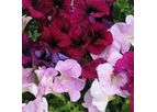 Kawahara Nurseries - Petunia