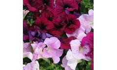 Kawahara Nurseries - Petunia