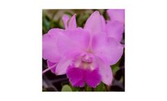 Ctna. Beverly Blush Kalapana