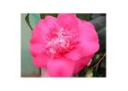 Camellia japonica `Betty Sheffield`