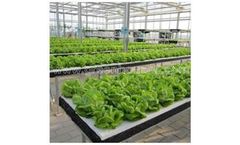 Commercial Hydroponic System for Plastic Vegetable Growing Greenhouse