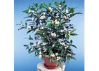 African Gardenia (Mitriostigma axillare)