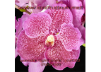 Vanda Light Pink
