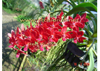 Ascocenda Pink and Red