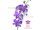 Dendrobium - Violet