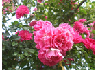 Rosa Alberic Barbier