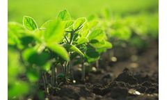 SuperSix - Model 6-0-0 - Organic Nitrogen Fertilizer