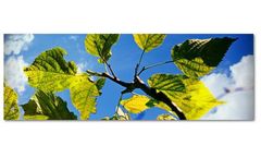 Remotox - Aqueous Calcium Polysulfide for Air Pollution Control