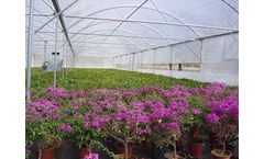 Rovero - Twin Trio Quatro Foil Greenhouse