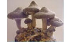 Bioremediation Service