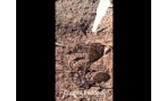 Rock Mineral Fertilisers on Non-Wetting sand, Step #2 in Creating Wettable Soil Video