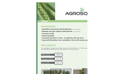 Cereals  Brochure