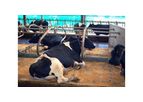 Smart Mat - Smart and Connected Cow Mattress