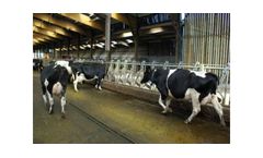 BIORET - Model Delta Diam 16 - Rubber Flooring