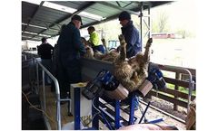Daytech - Sheep Conveyors