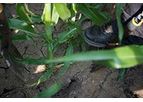Soil Testing Services