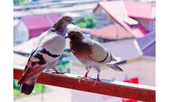 How Do I Prevent Pigeons from Landing on My Balcony?