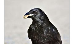 Silicon Valley City Experimenting With Lasers to Deter Crow Infestation