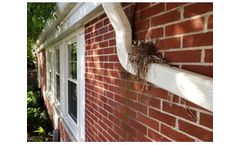 How to Keep Birds from Nesting in Unwanted Places